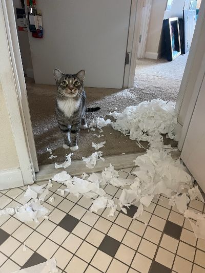 Image: A gray tabby cat stands in a doorway next to shredded pieces of white tissue paper scattered across the tile and carpeted floor. 